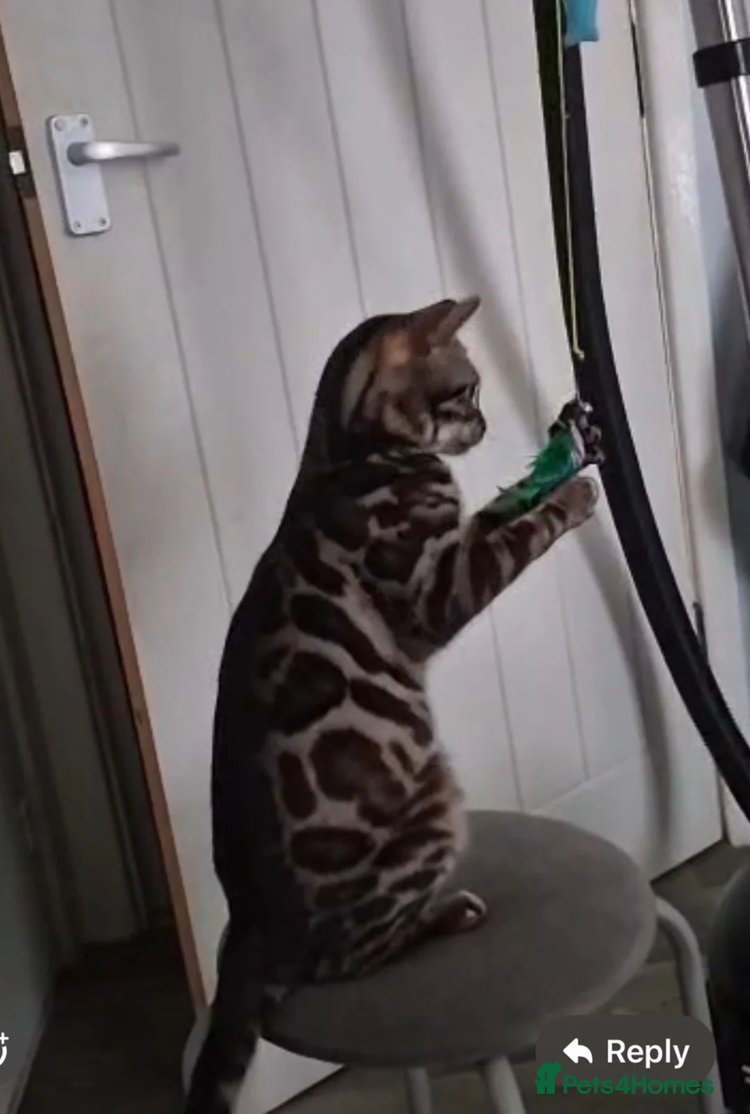 Bengal cats for sale: 🏆Tica Active Seal Siver Lynx Pedigree Bengal🏆🎉 in Birmingham - Advert 12