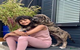 Mixed Breed dogs for sale: Massive Mastiff pups available  - Image 3