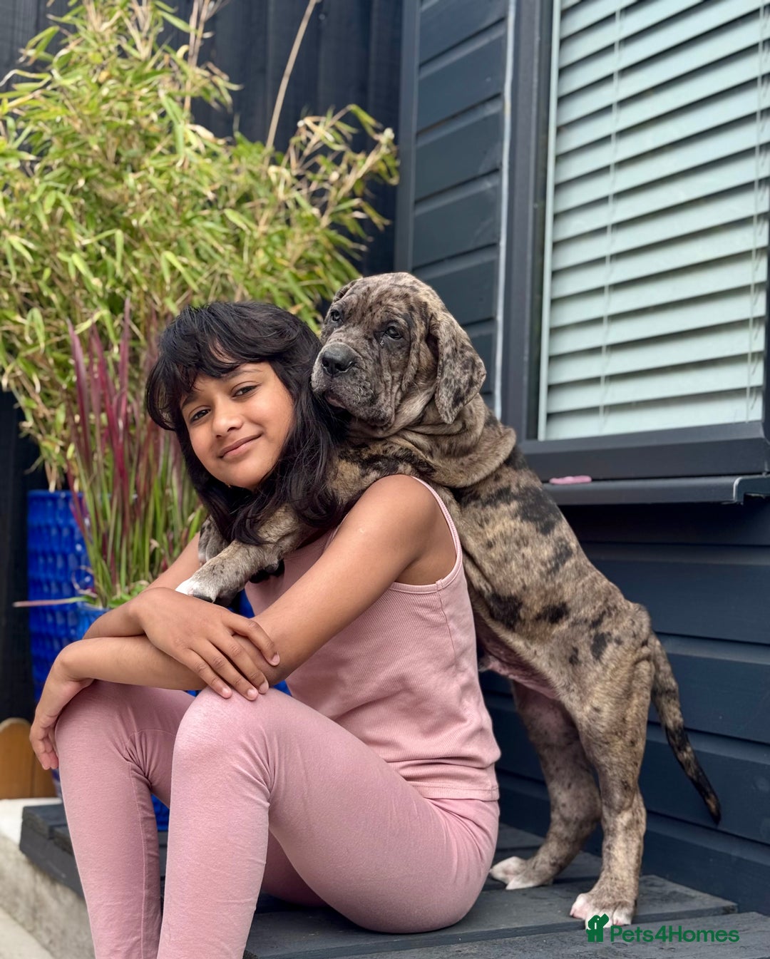 Mixed Breed dogs for sale: Massive Mastiff pups available  - Image 3