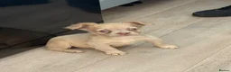 French Bulldog dogs for sale: 💕 gorgeous fluffy frenchie girl  - Advert 5
