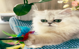 Persian cats for sale: Beautiful Chinchilla Persian Kittens*** - Image 6