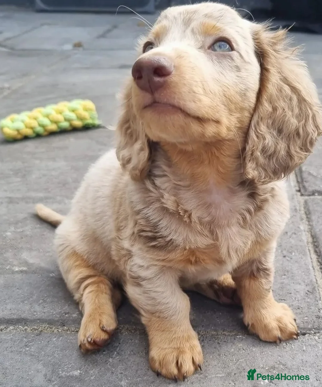 Miniature Dachshund dogs for stud: BLUE DAPPLE PIEBALD STUD CARRYING LONG HAIR CHOCO in Liverpool - Advert 14