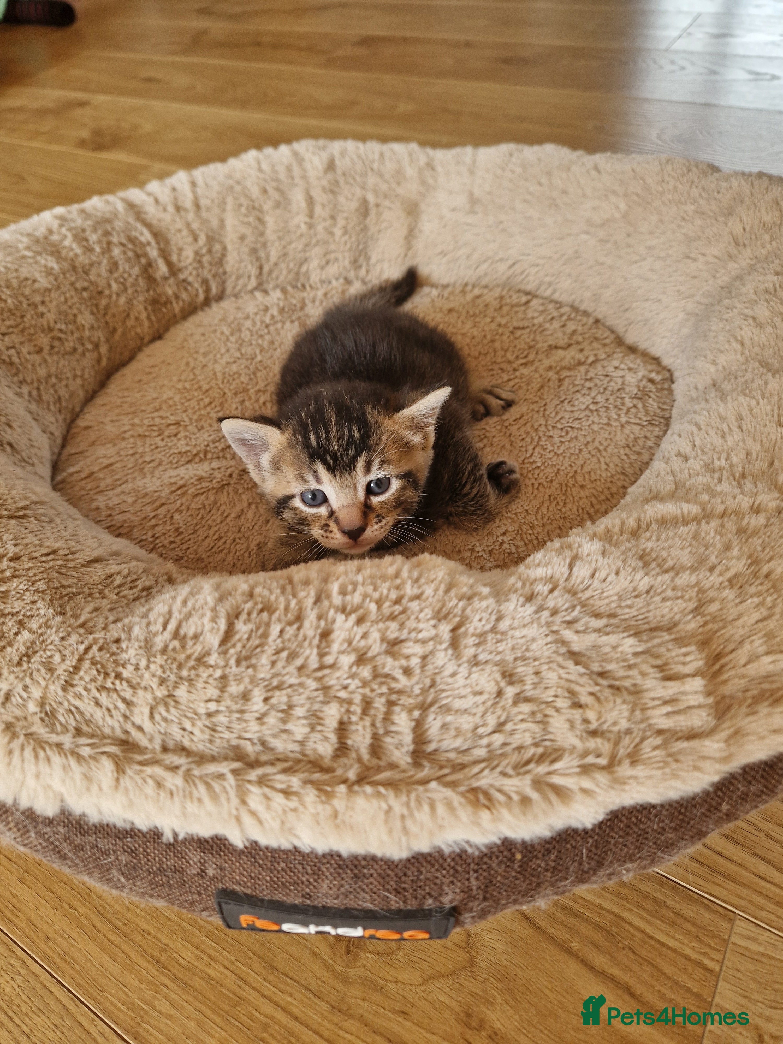 Domestic Shorthair cats Beautiful Domestic Shorthair Tabby Female Kitten - Advert 1