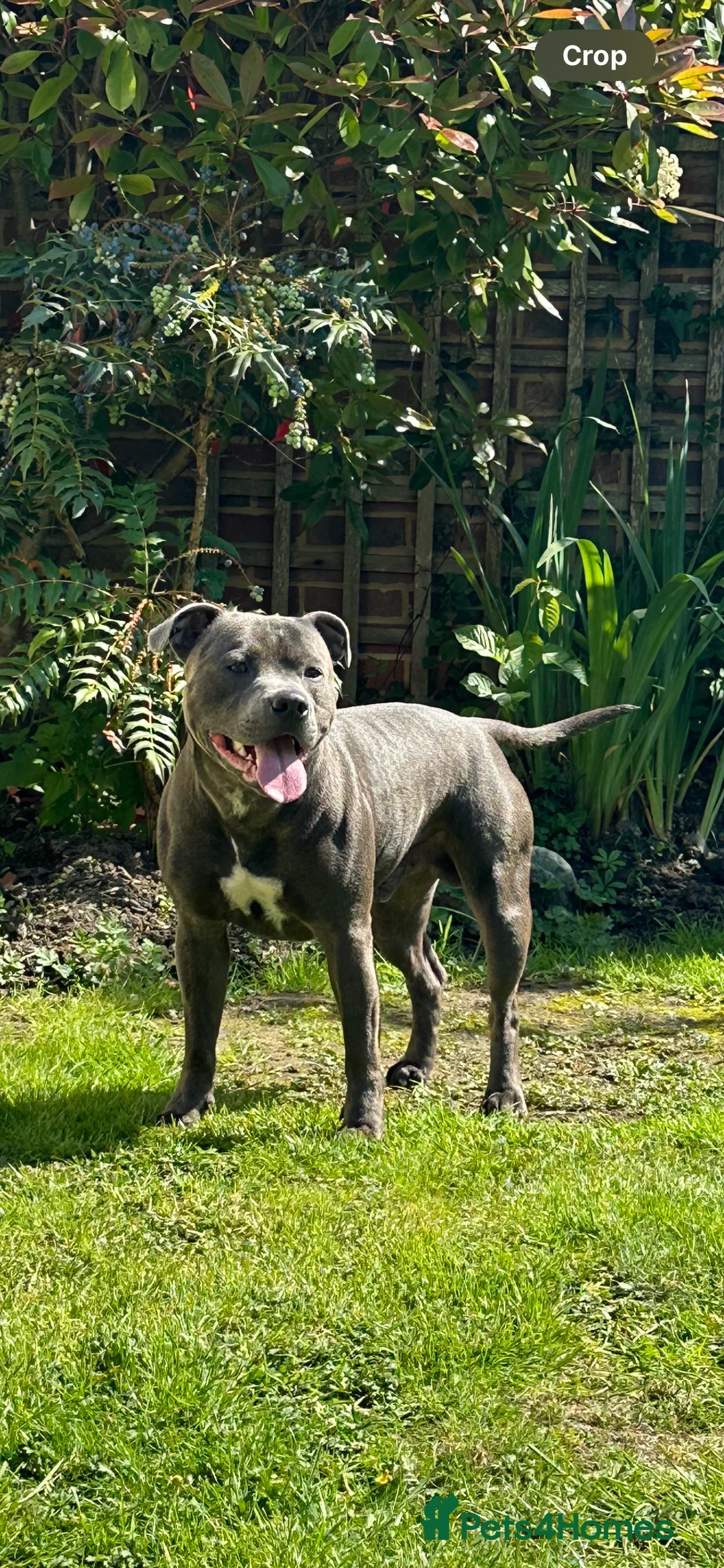 Staffordshire Bull Terrier dogs for stud: Stud offered- Blue Staffordshire Bull Terrier Stud in Wickford - Advert 2