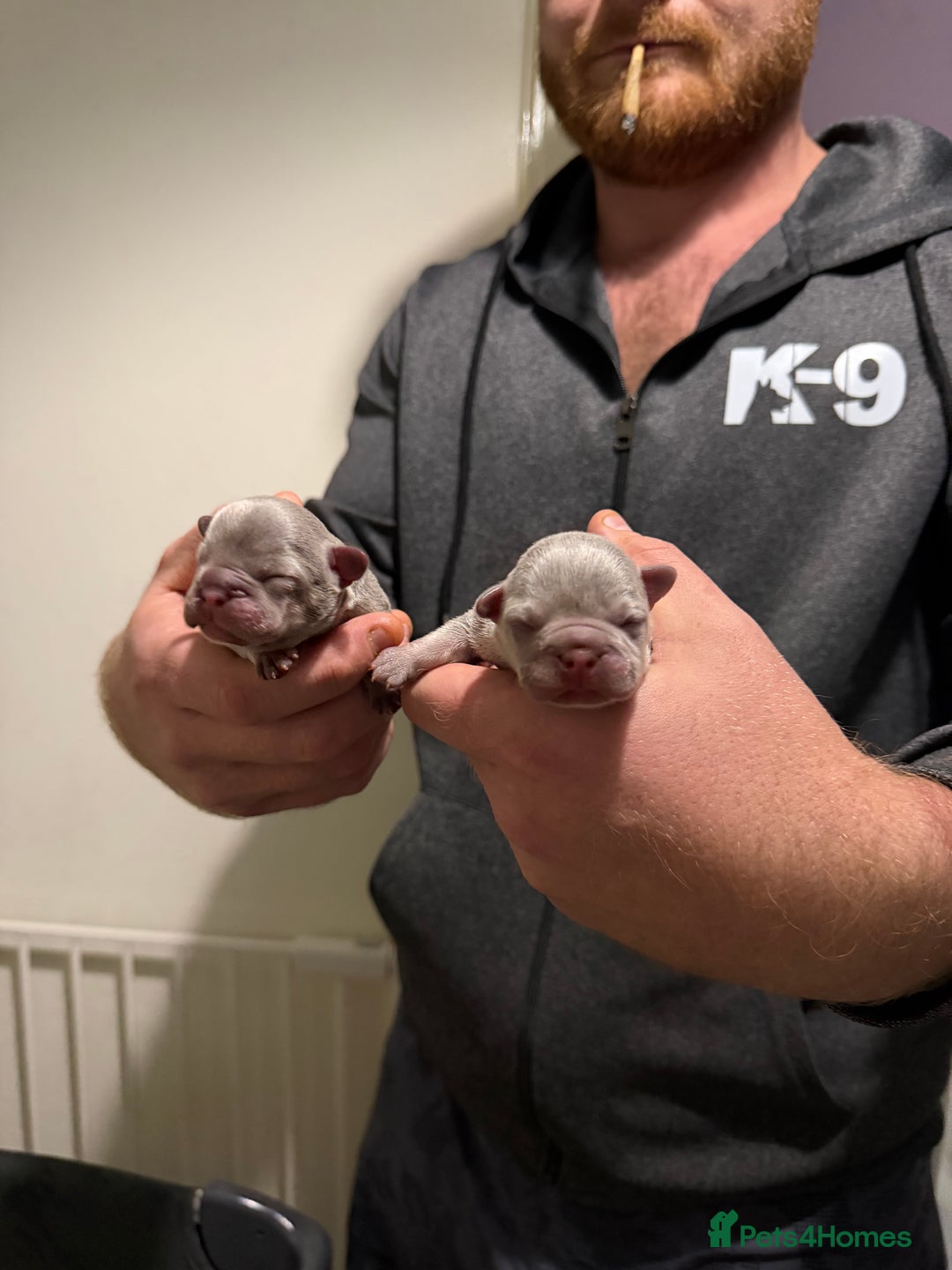 French Bulldog dogs for sale: French Bulldogs New Shades Top Lines DonFrenchie  - Advert 3