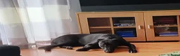 Mixed Breed dogs for adoption: 6 month old Mallinois cross puppy. - Advert 3