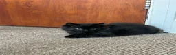 Mixed Breed cats for sale: Black half Ragdoll kittens for sale - Advert 9