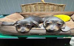 Miniature Dachshund dogs for sale: Outstanding Minature Dachshunds Puppies For Sale  - Image 17