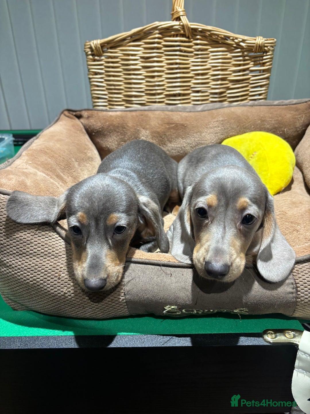 Miniature Dachshund dogs for sale: Outstanding Minature Dachshunds Puppies For Sale  - Image 17