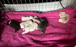 French Bulldog dogs for stud: 🌟🔥LILAC PLATINUM KC REG FRENCH BULLDOG STUD🔥🌟 in Uxbridge - Image 36