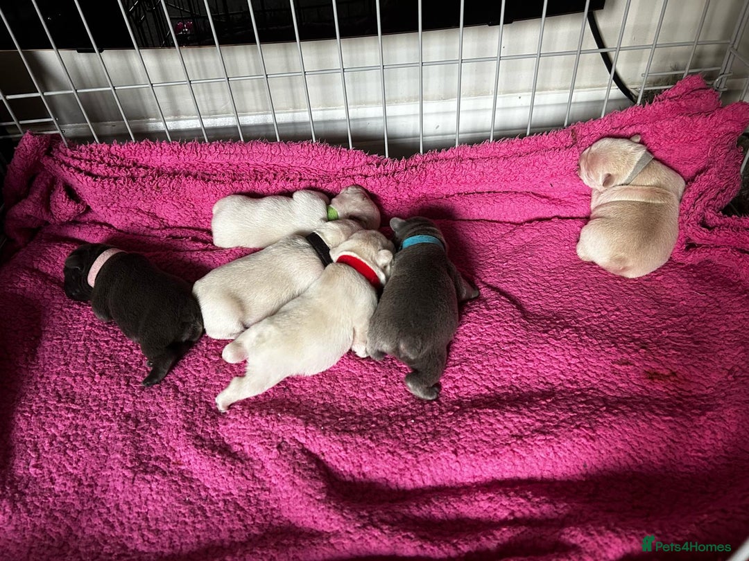 French Bulldog dogs for stud: 🌟🔥LILAC PLATINUM KC REG FRENCH BULLDOG STUD🔥🌟 in Uxbridge - Image 36