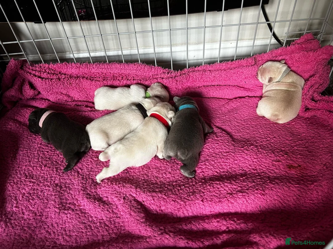 French Bulldog dogs for stud: 🌟🔥LILAC PLATINUM KC REG FRENCH BULLDOG STUD🔥🌟 in Uxbridge - Advert 31