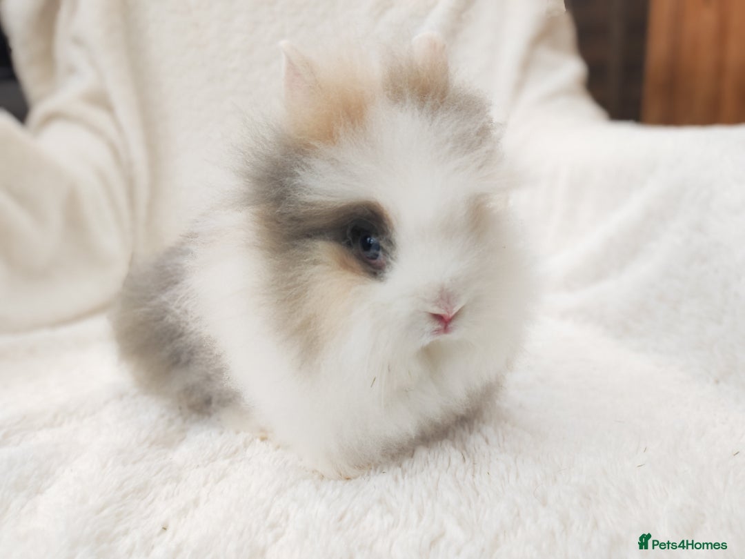 Lionhead rabbits for sale: Mini lion head, double mane, full face in Boston - Image 9