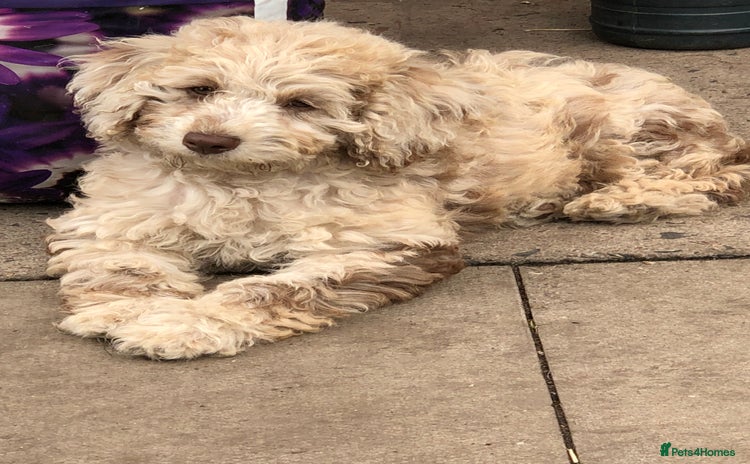 Cockapoo dogs - Advert 1