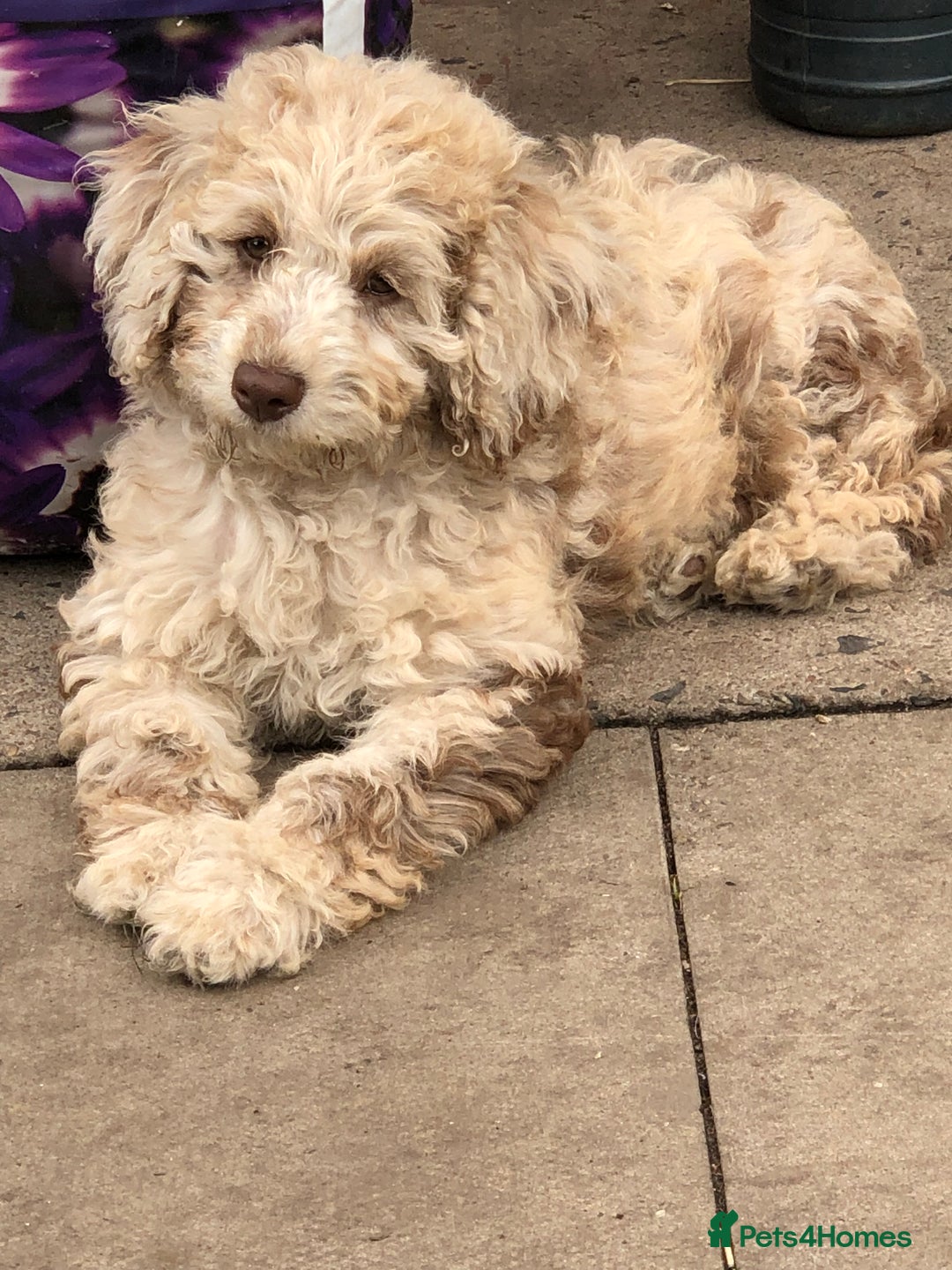 Cockapoo dogs for sale: Cockerpoo girl 11weeks old  - Image 2