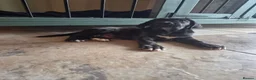 Cane Corso dogs for sale: 💜 IMPRESSIVE FULL PEDIGREE CANE CORSO LITTER 💜 - Advert 15