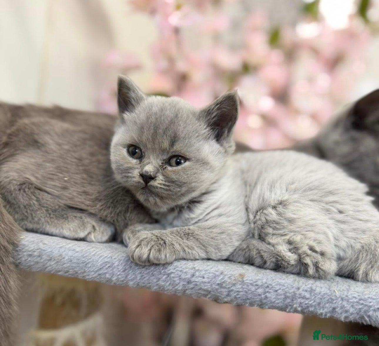 British Shorthair cats British blue shorthair - Advert 10