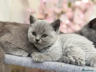 British Shorthair cats British blue shorthair - Advert 10