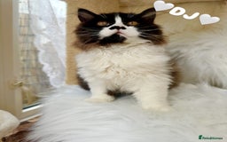 British Shorthair cats for sale: Pedigree Champion line BLH/BSH kittens 🩵🩷💙 - Image 11