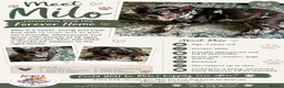 French Bulldog dogs for adoption: French bull dog - Advert 2