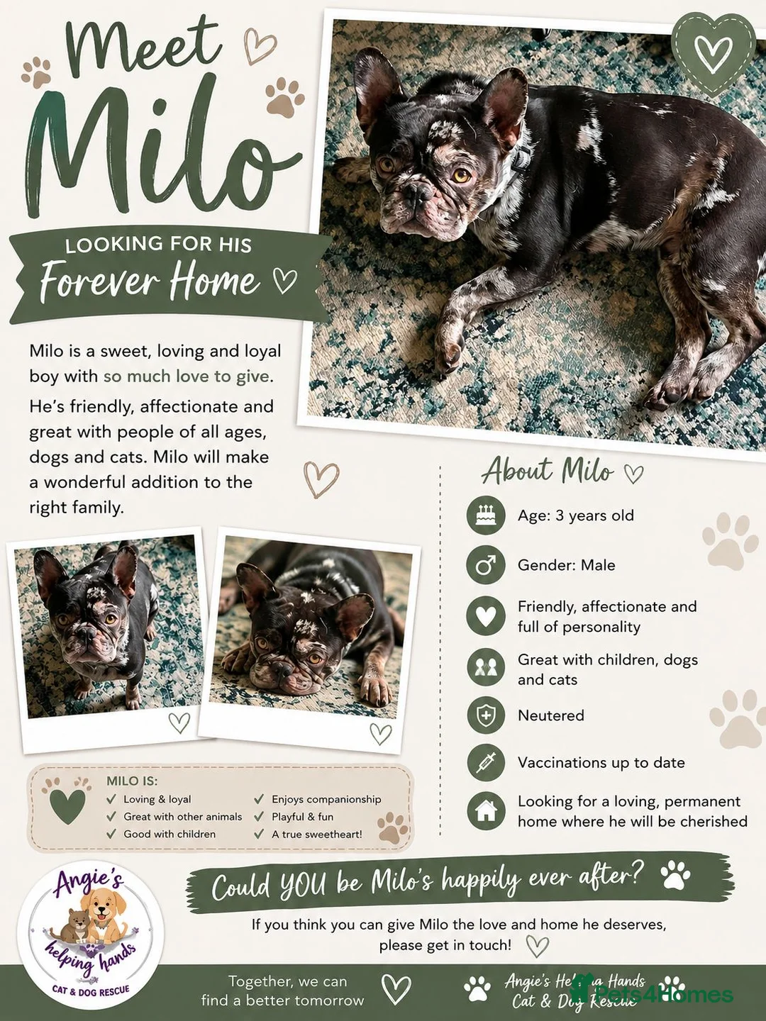 French Bulldog dogs for adoption: French bull dog - Advert 2