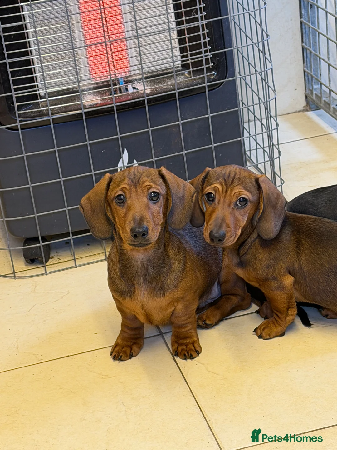 Dachshund dogs for sale: Dachshund ( miniature smooth haired )  - Advert 2