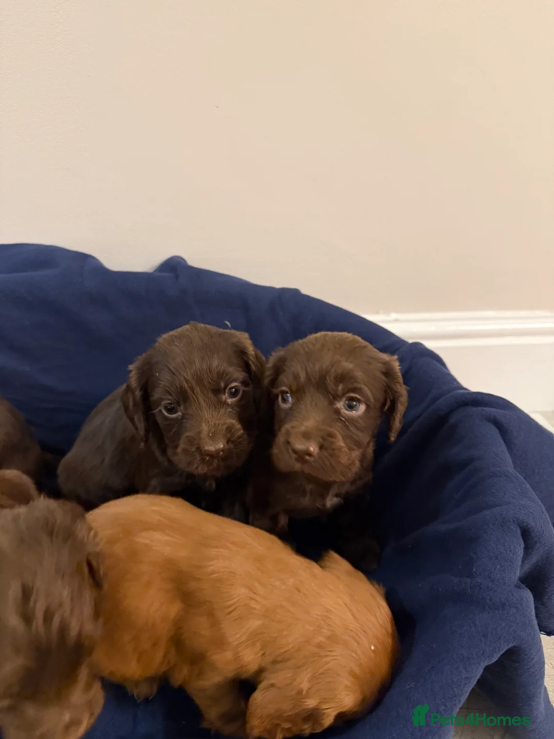 Cocker Spaniel dogs for sale: Adorable litter of 6 puppies - Advert 12