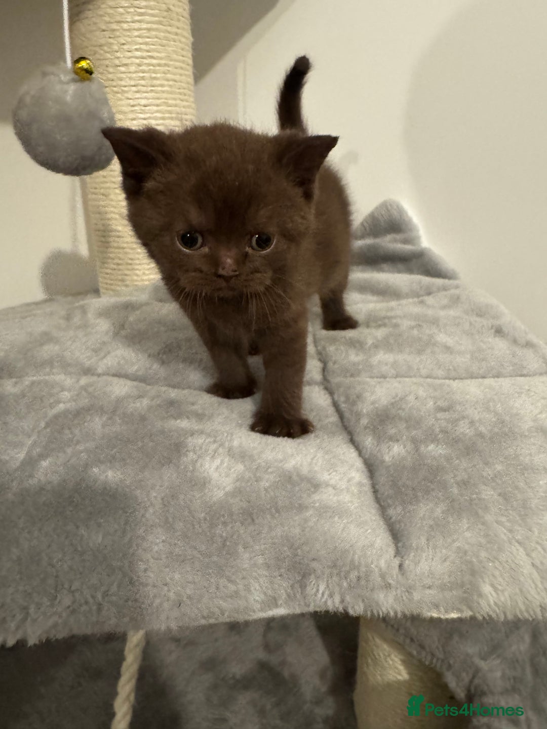British Shorthair cats for sale: Gccf Champion Sired British Shorthair Kittens  - Image 10