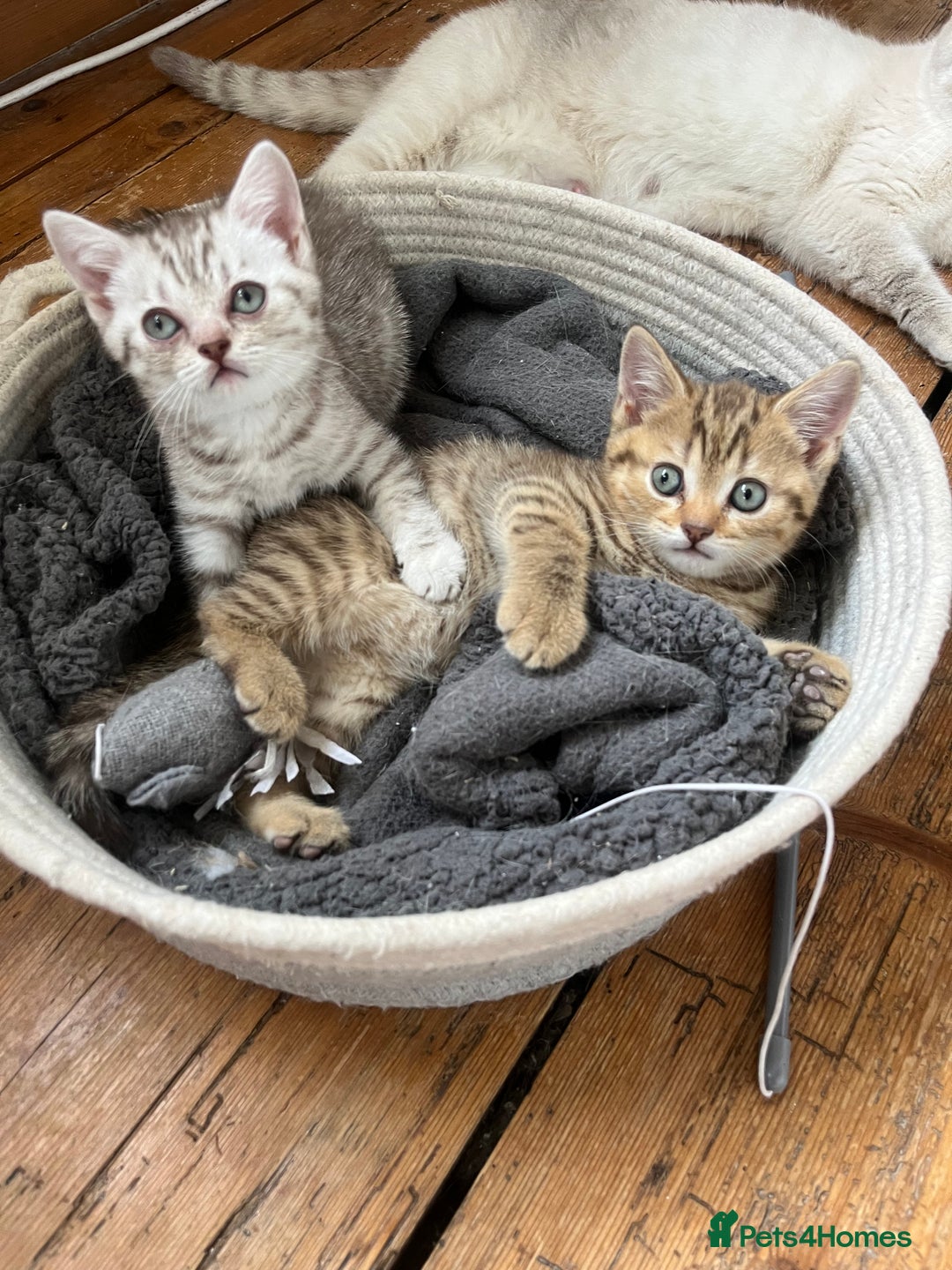 British Shorthair cats for sale:  Beautiful and gentle British shorthair kittens - Image 6