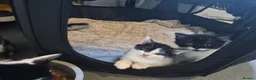 Mixed Breed cats for sale: Gorgeous mixed Breed kittens  - Advert 9