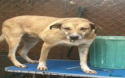 Mixed Breed dogs for adoption: Sara - Norwich Norfolk  - Image 7