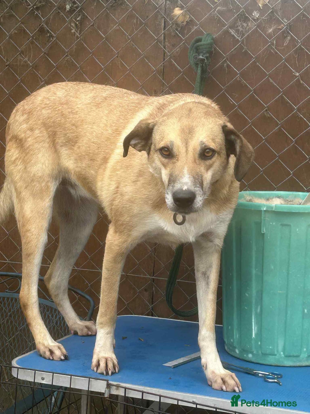 Mixed Breed dogs for adoption: Sara - Norwich Norfolk  - Image 7