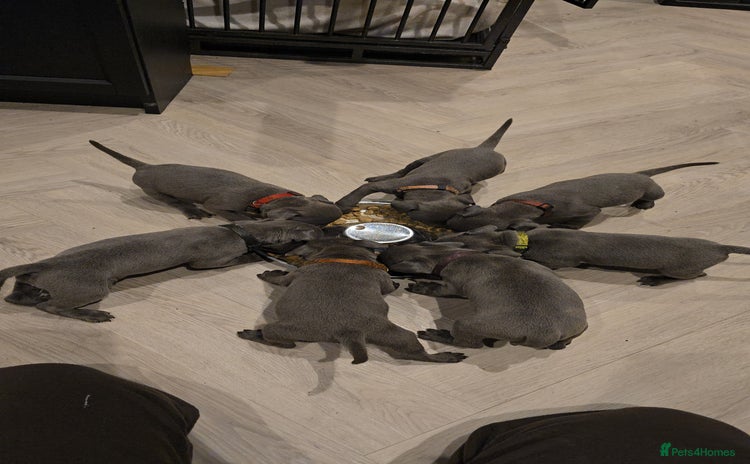 Staffordshire Bull Terrier dogs - Advert 3