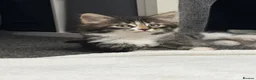 Mixed Breed cats for sale: Ready now longhaired tabby ginger kitten male - Advert 2
