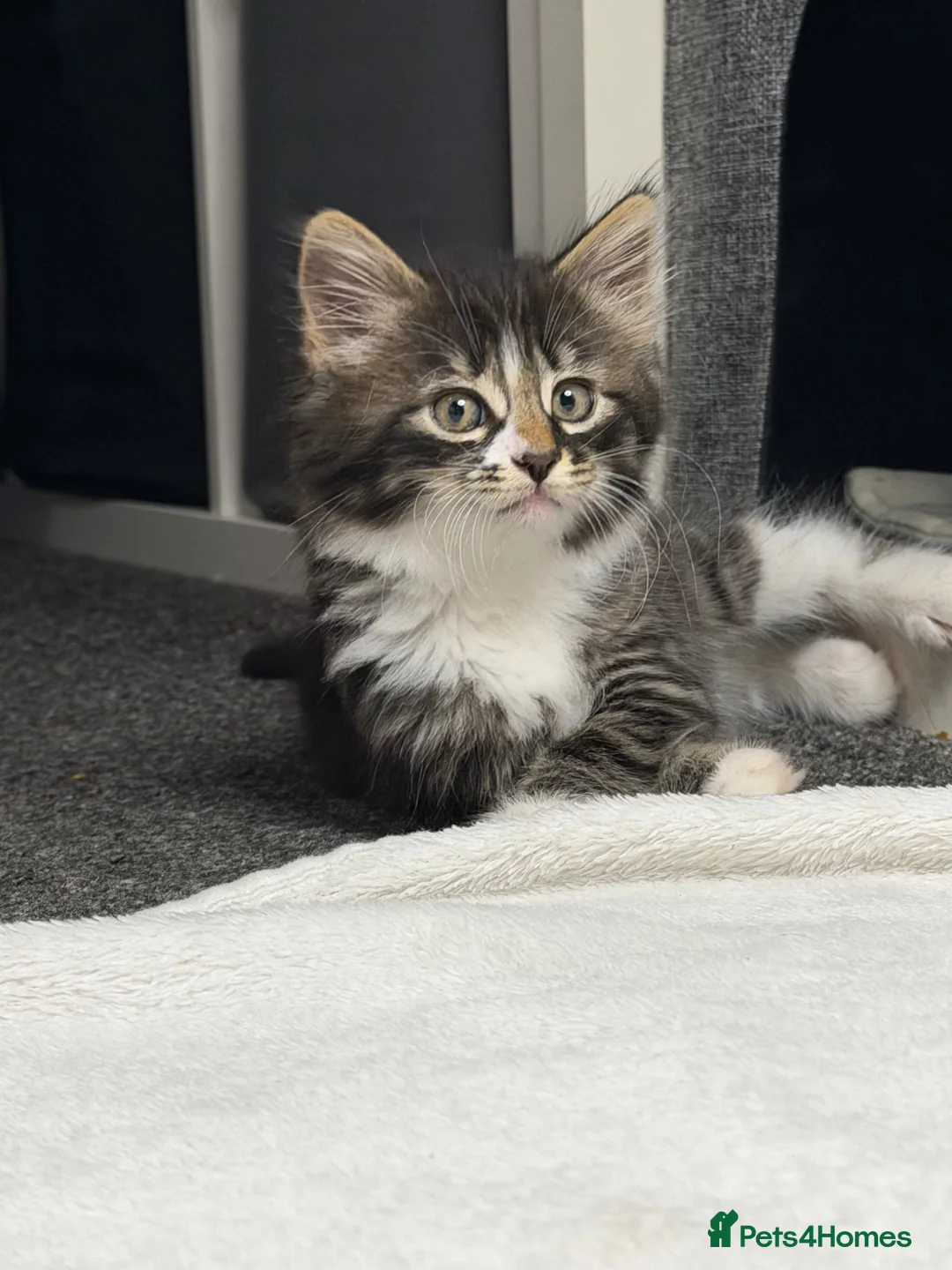 Mixed Breed cats for sale: Ready now longhaired tabby ginger kitten male - Advert 2