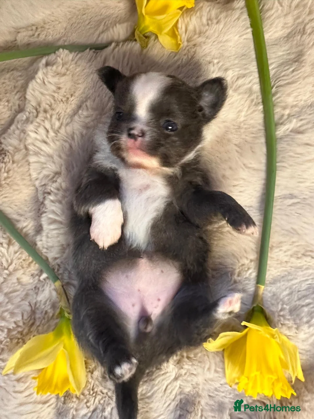 Chihuahua dogs for sale: Long hair, beautiful chihuahuas - Advert 9