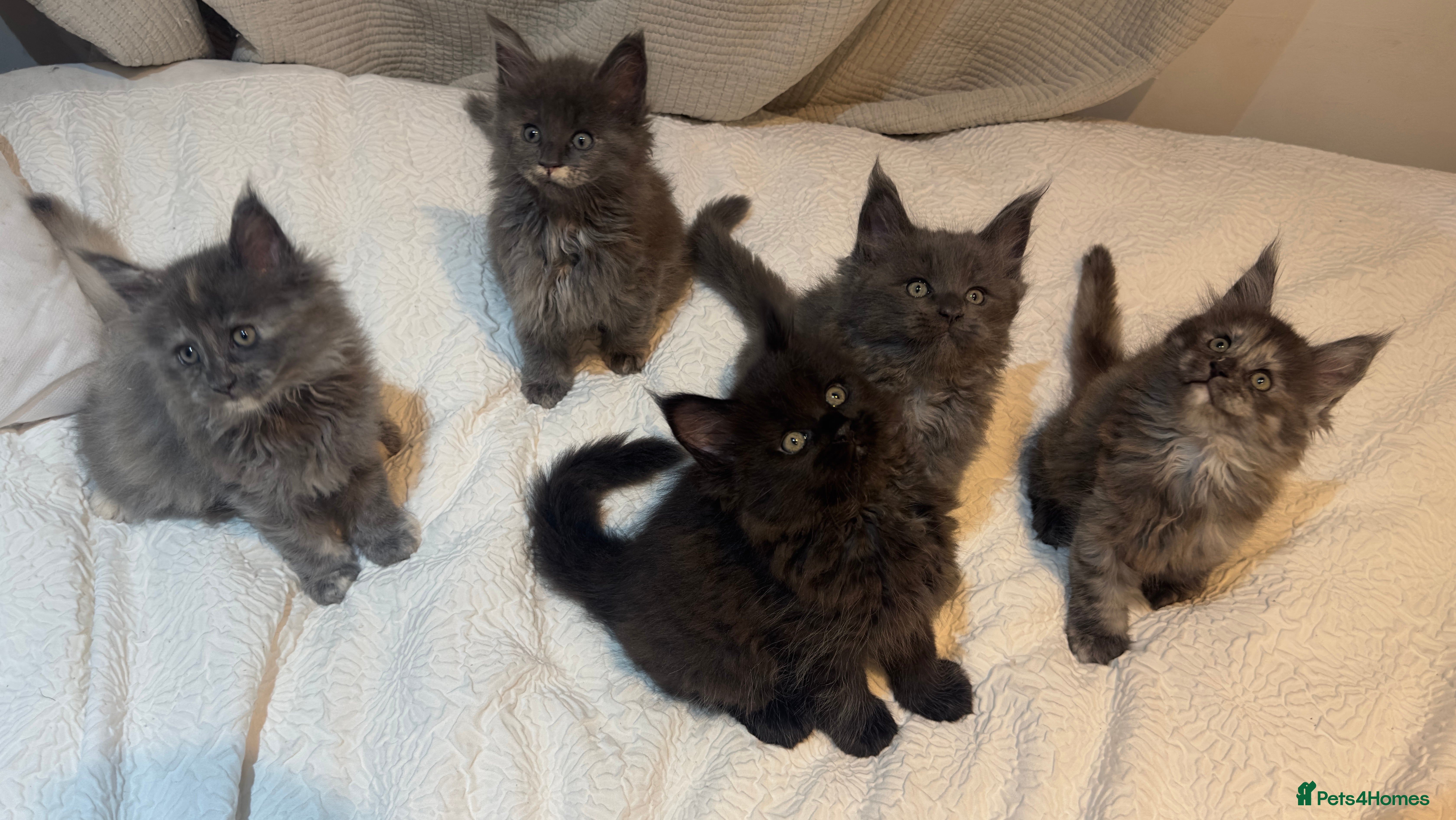 Maine Coon cats Stunning TICA Registered Maine Coon Kittens - Advert 5