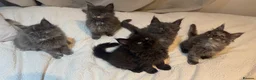 Maine Coon cats for sale: Stunning TICA Registered Maine Coon Kittens - Advert 2