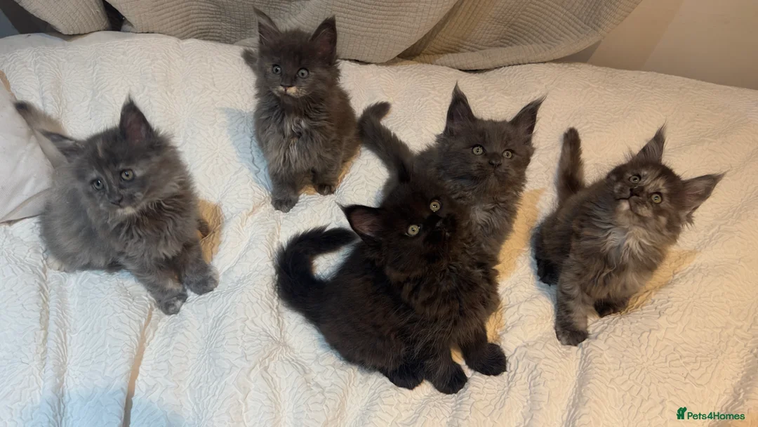 Maine Coon cats for sale: Stunning TICA Registered Maine Coon Kittens - Advert 2