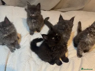 Maine Coon cats Stunning TICA Registered Maine Coon Kittens - Advert 5