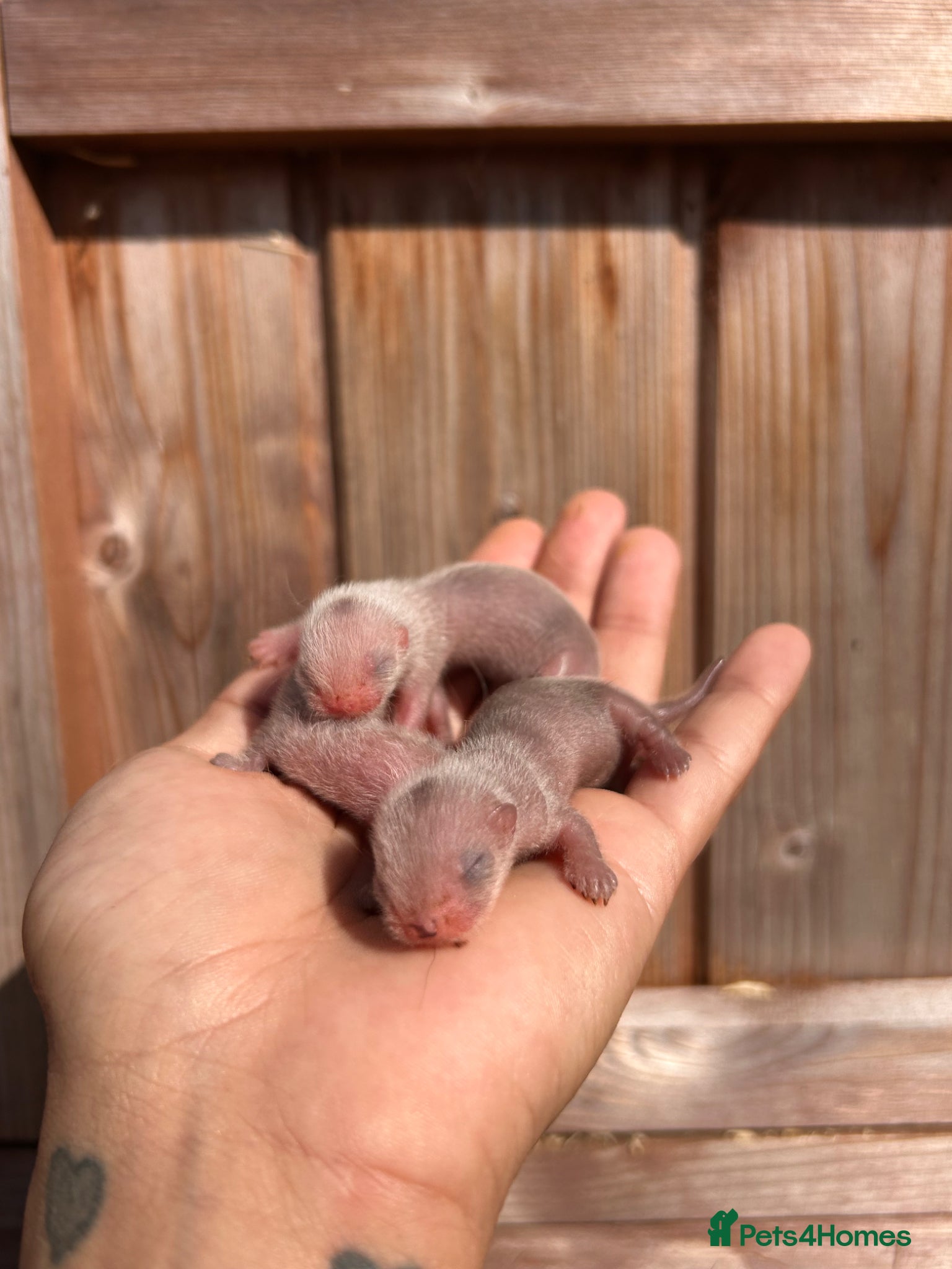 Ferret rodents Full and Semi pedigree angora babies To reserve - Advert 1