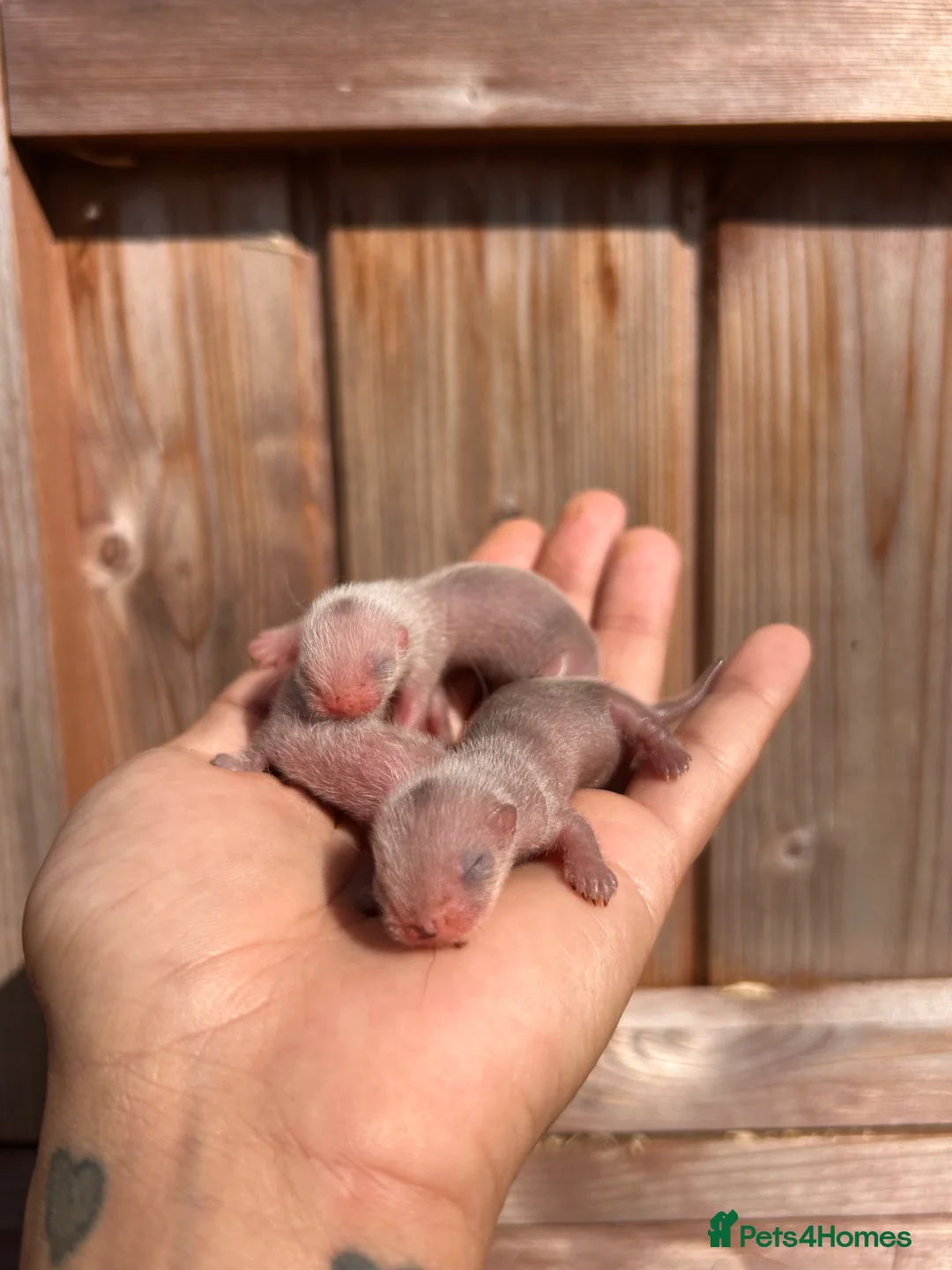 Ferret rodents for sale: Full and Semi pedigree angora babies To reserve in Gravesend - Advert 1