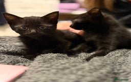 Mixed Breed cats for sale: Two black kittens ready to go now  - Image 2