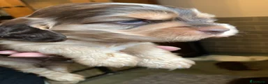 Cocker Spaniel 4