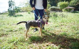 Fox Terrier dogs for adoption: Norte - Image 3
