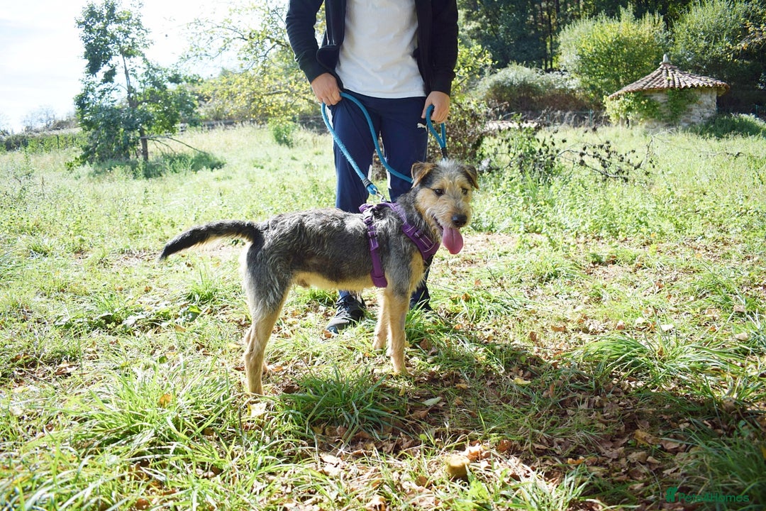 Fox Terrier dogs for adoption: Norte - Image 3