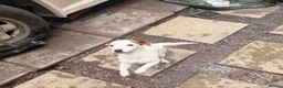 Jack Russell dogs for sale: 7 month old jack russle  in Walsall - Advert 1
