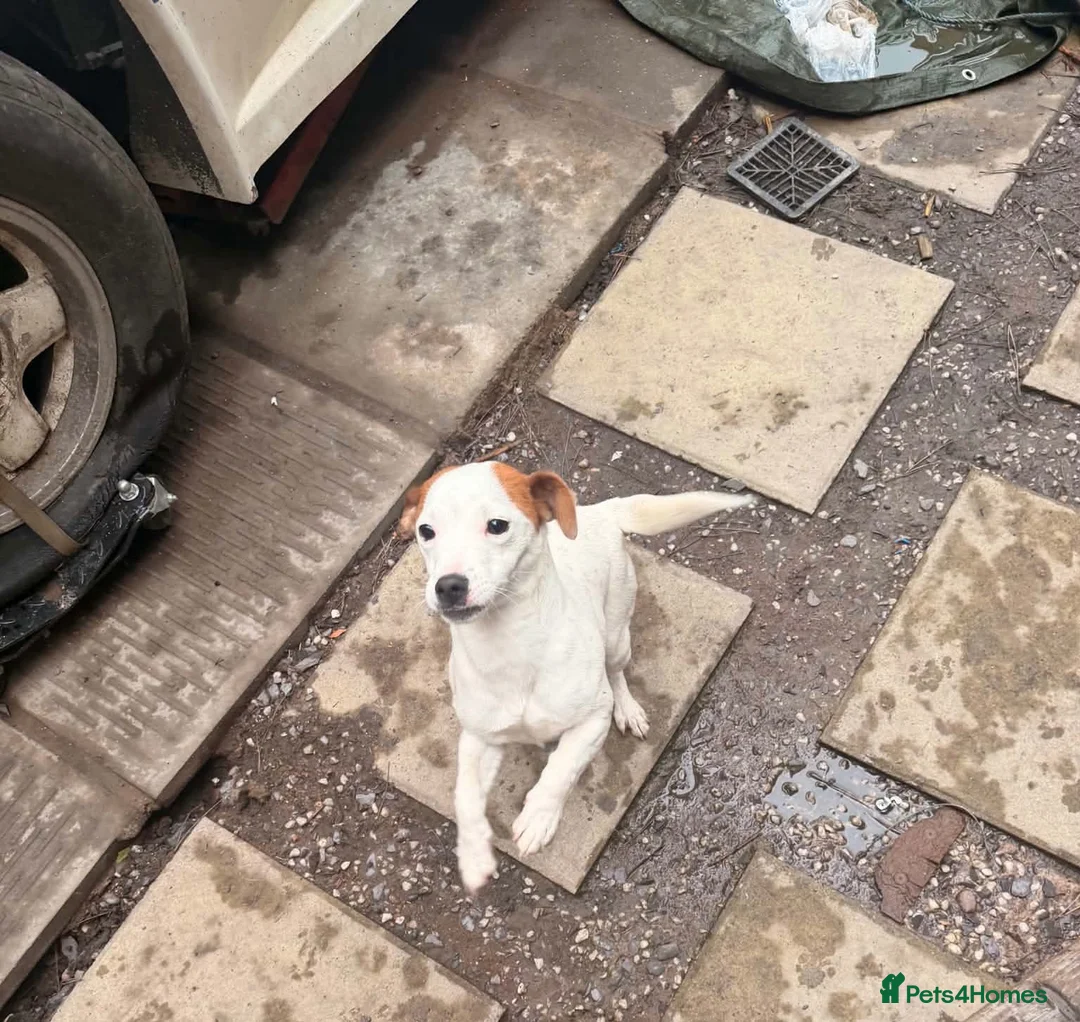 Jack Russell dogs for sale: 7 month old jack russle  in Walsall - Advert 1