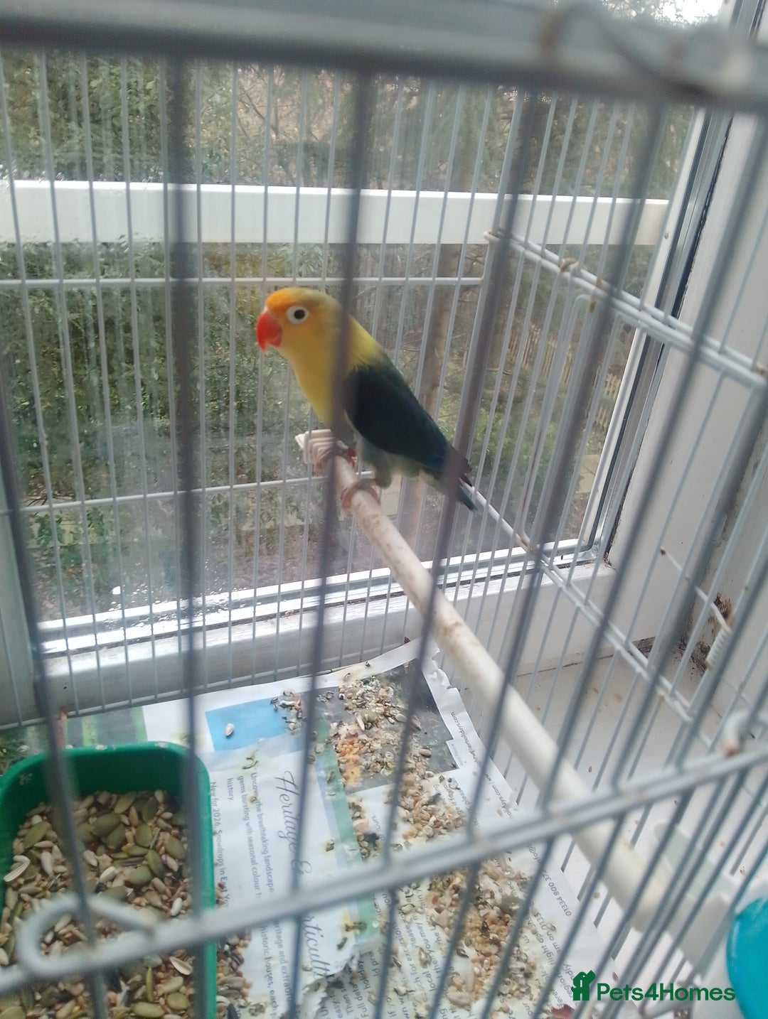 Finches birds for sale: Gouldian finches and parrotlet for sale  - Advert 20