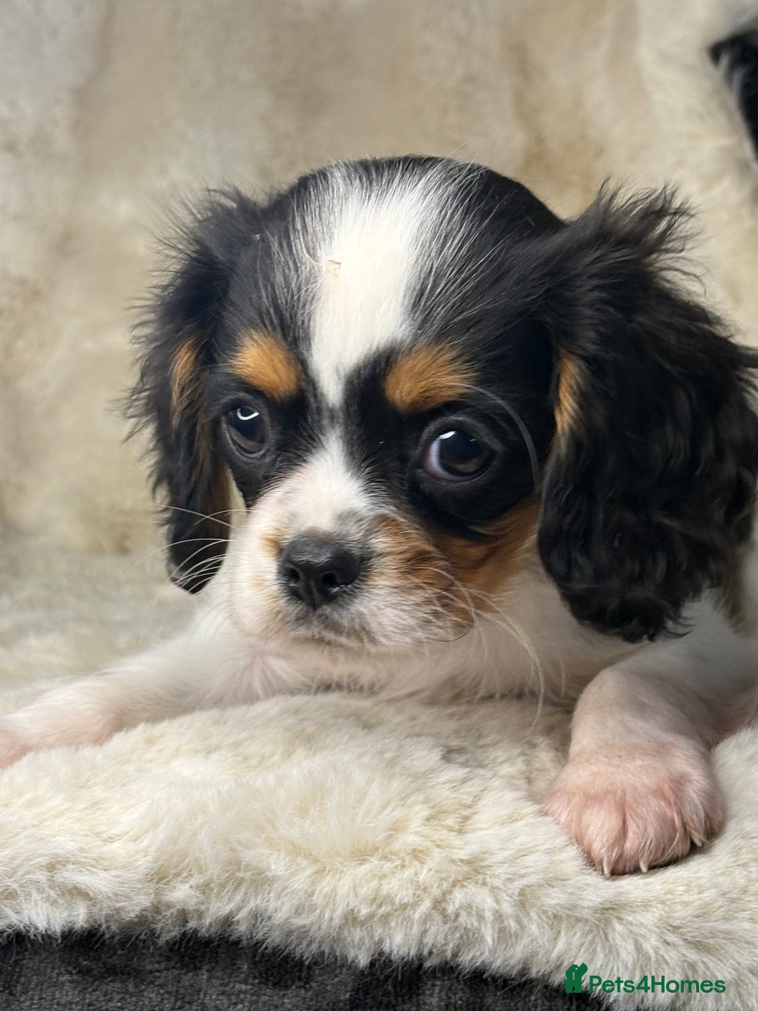 Cavalier King Charles Spaniel dogs for sale: Health tested cavalier puppies  - Advert 24